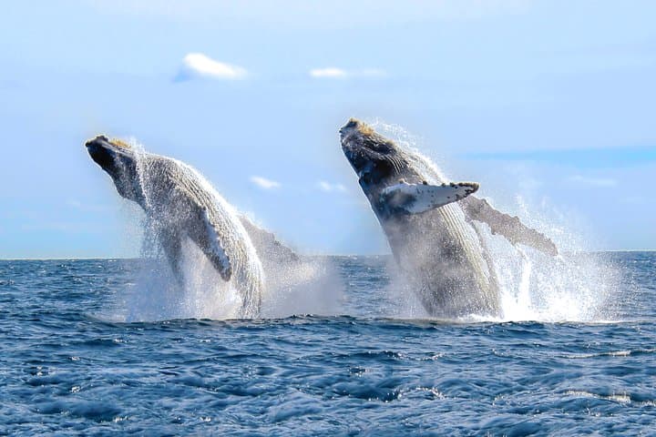 Cabo San Lucas Luxury Catamaran Whale Watching